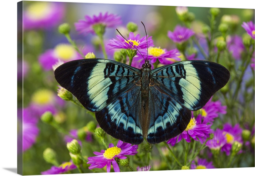 The Procilla Beauty Butterfly, Panacea procilla.