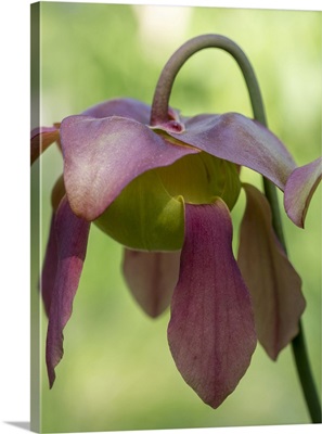 The Purple Flowers Of The Pitcher Plant, Sarracenia, A Carnivorous Plant