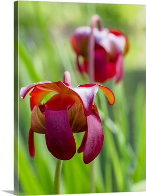The Red Flower Of The Pitcher Plant, A Carnivorous Plant