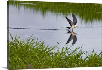 The Swallow-tailed Kite