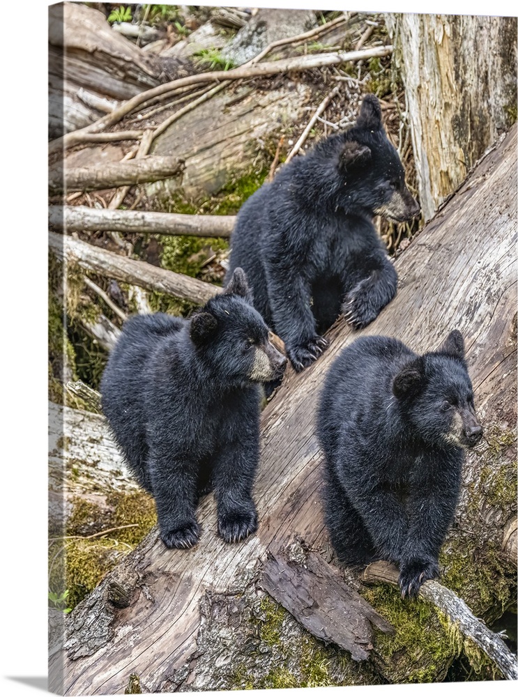 These black bear triplets hang out waiting for Mom.