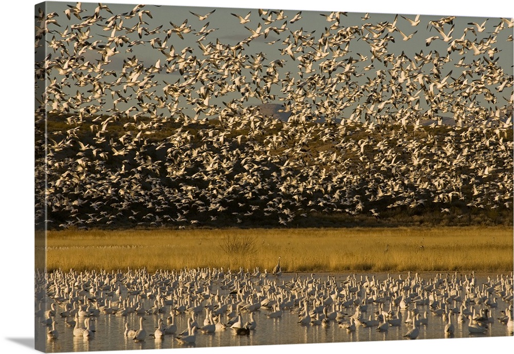 Thousands of migrating snow geese, Chen caerulescens, wintering in New Mexico, take flight from a farm pond, Bosque del Ap...