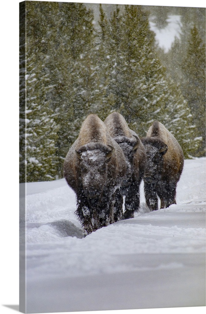 USA, Yellowstone National Park. Three bison in winter.