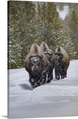 Three Bison In Winter, Yellowstone National Park