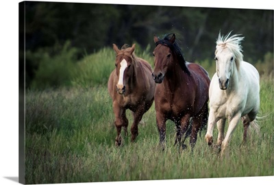 Three Horses Running Through A Green Grassy Field