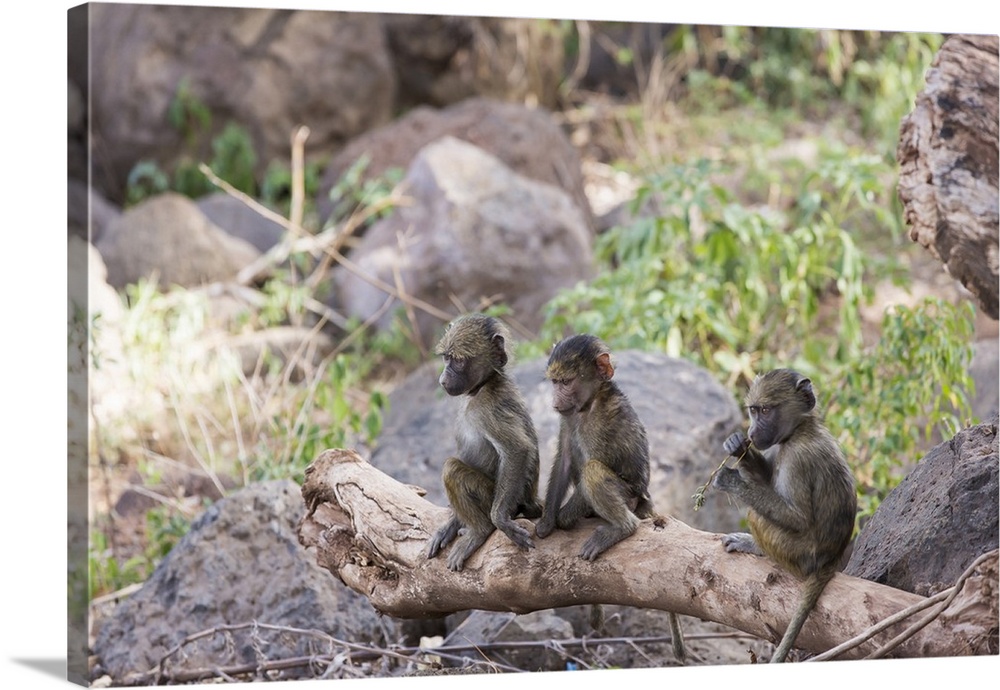 Three juvenile yellow baboons sitting together on a log, Lake Manyara National Park, Tanzania.