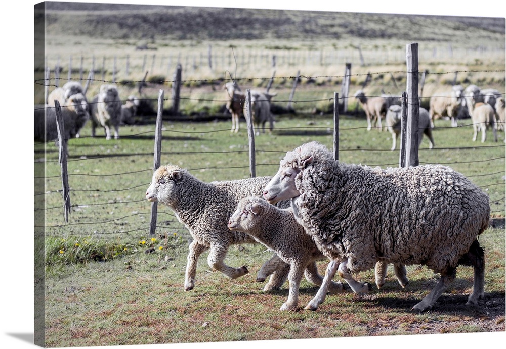 Argentina, Patagonia, South America. Three sheep on an estancia walk by other sheep.