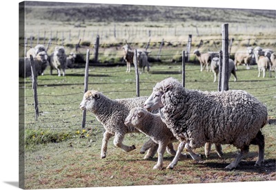 Three Sheep On An Estancia 1