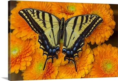 Three-Tailed Swallowtail Butterfly Female On Orange Gerber Daisies