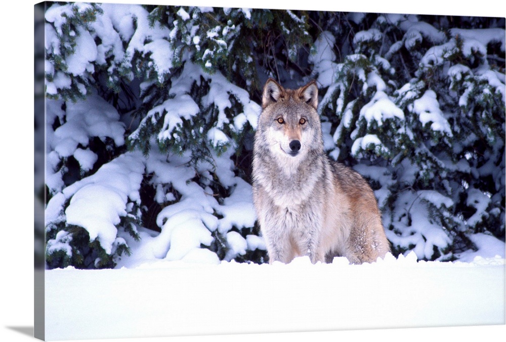 Timber Wolf.Canis lupus.Movie Animal (Utah)