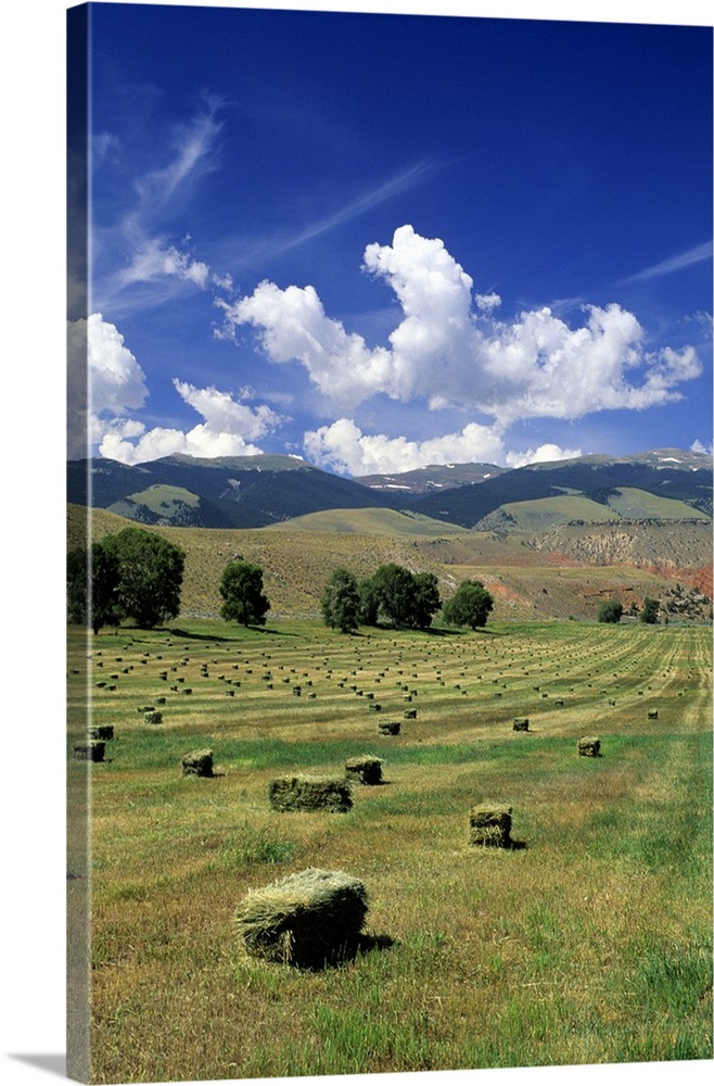 Timothy hay bales near Dubois, Wyoming.