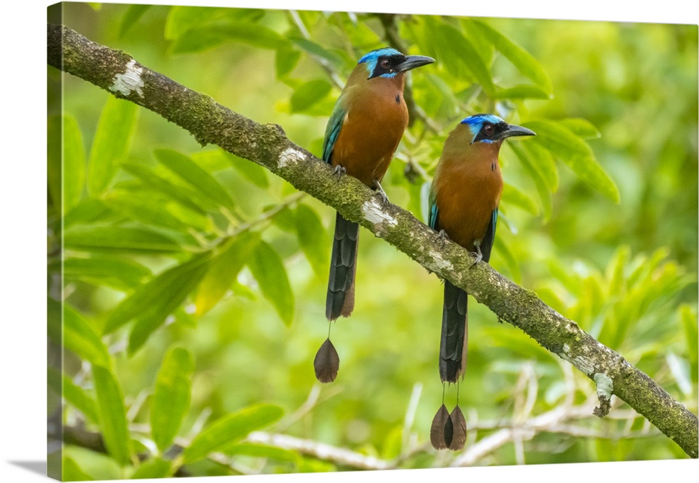 Tobago, Main Ridge Reserve. Pair of motmot birds on limb.