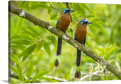 Tobago, Main Ridge Reserve, Pair Of Motmot Birds On Limb
