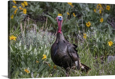 Tom Turkey In Breeding Plumage In Great Basin National Park, Nevada, USA