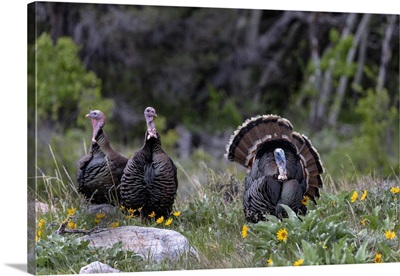 Tom Turkey In Breeding Plumage With Hens In Great Basin National Park, Nevada, USA