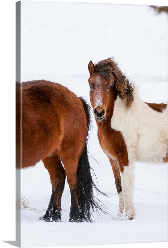 Traditional Icelandic Horse with typical winter coat. Iceland | Great ...