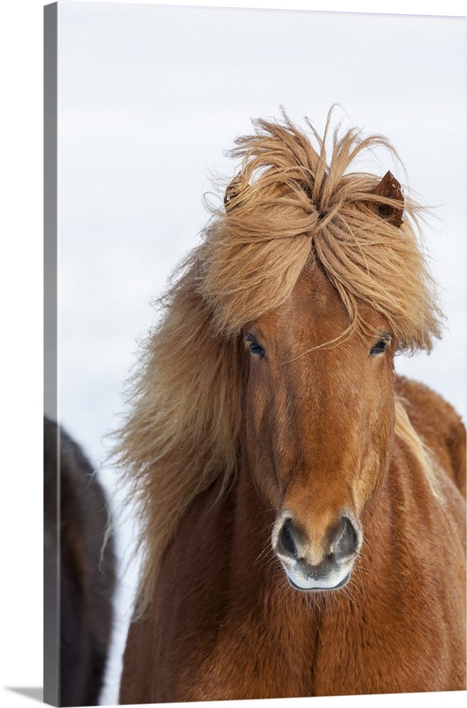 Traditional Icelandic Horse with typical winter coat. Iceland.