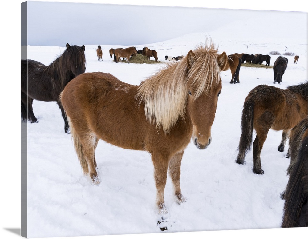 Traditional Icelandic Horse with typical winter coat. Iceland..