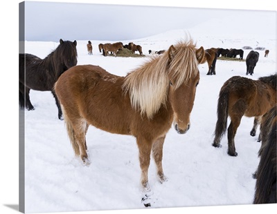 Traditional Icelandic Horse with typical winter coat, Iceland