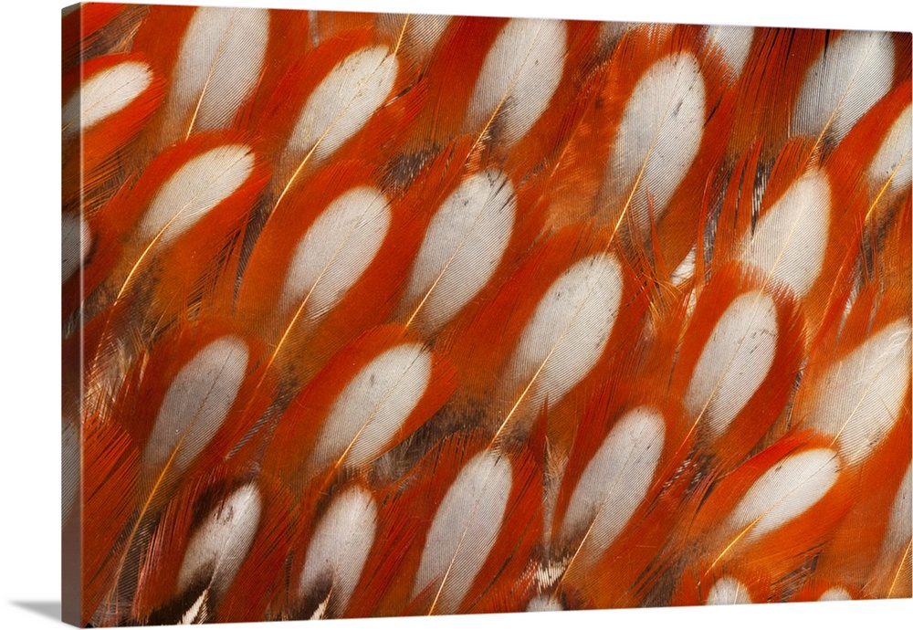Tragopan Feather design and fan effect.