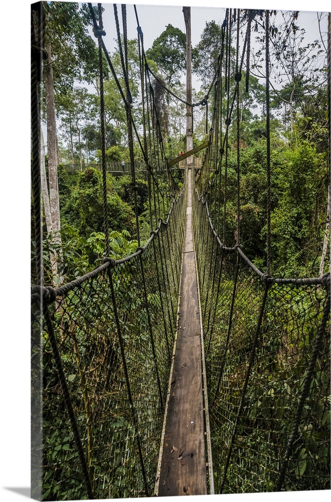 Traversing the 7 bridges high in the canopy of Kakum National Forest