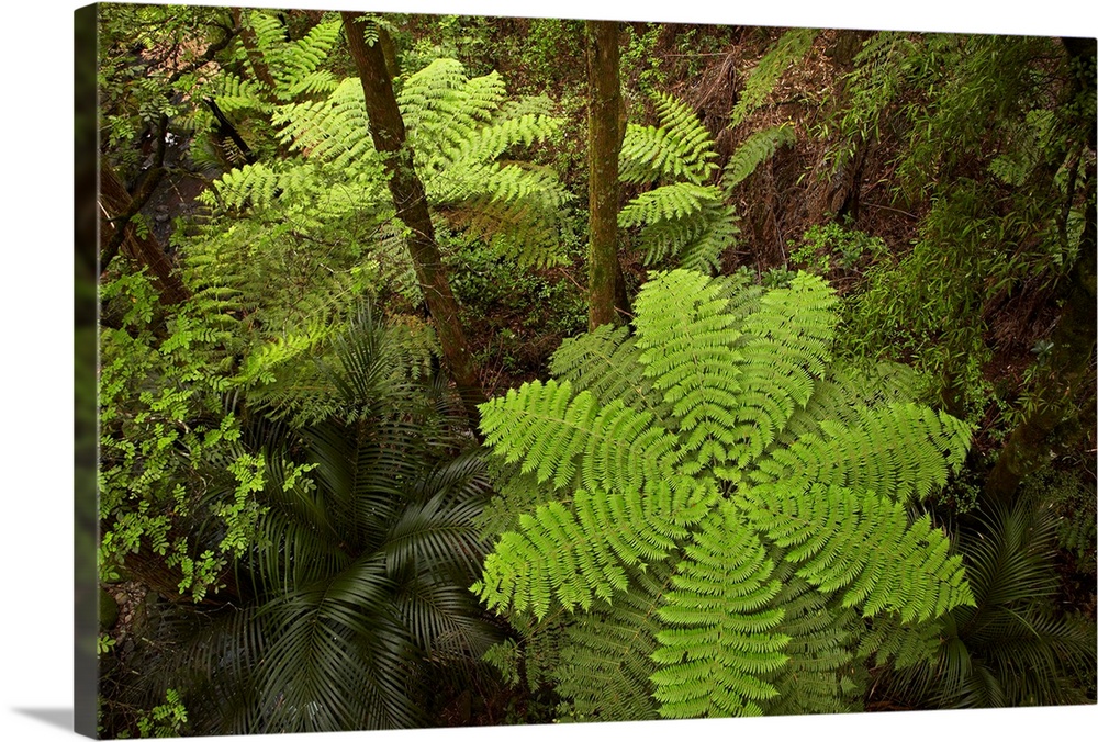Tree fern, A.H. Reed Memorial Kauri Park, Whangarei, Northland, North Island, New Zealand