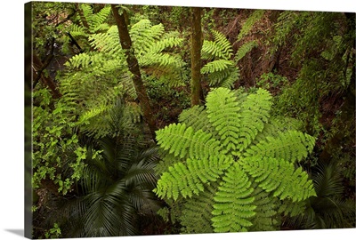 Tree fern, A.H. Reed Memorial Kauri Park, North Island, New Zealand