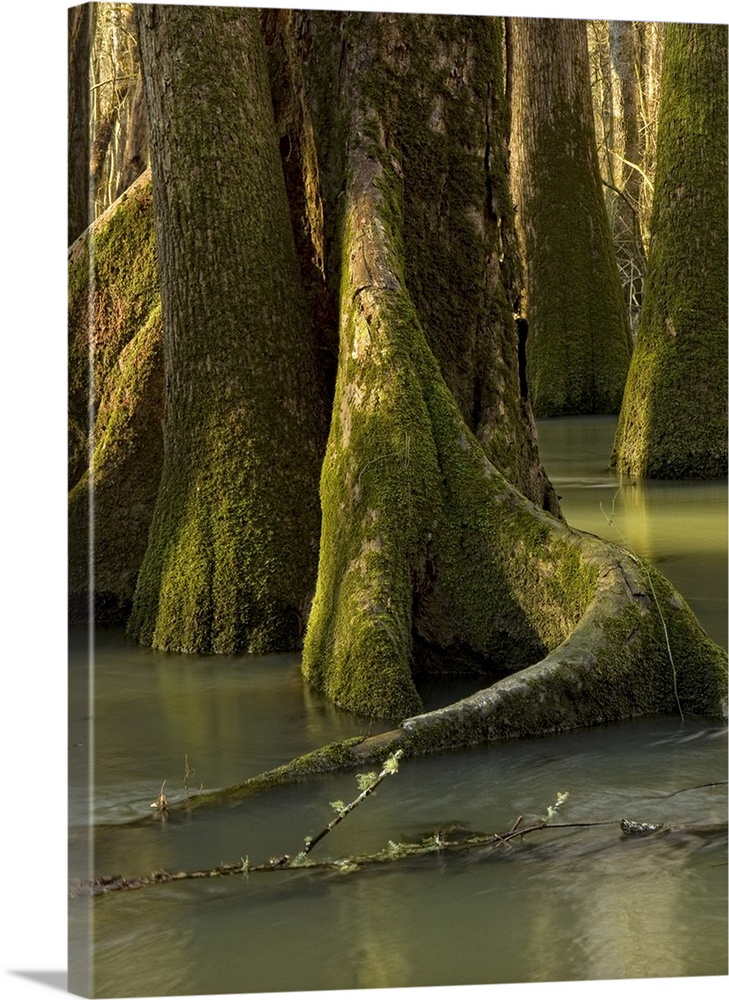 Tree formations inside of a floodplain forest, Florida Caverns State Park, Florida.