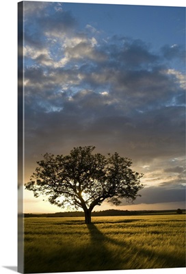 Tree in wheat field at sunset, Burgundy, France