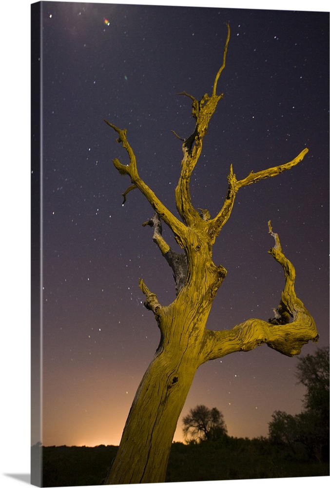 Tree, stars, and nightfall, Coastal Bend, Texas.