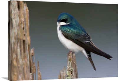 Tree Swallow