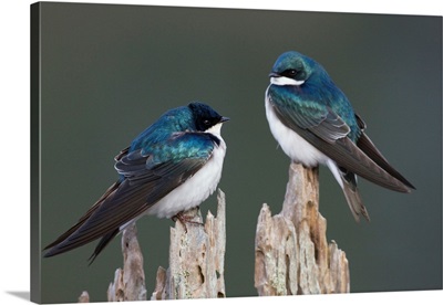 Tree Swallows