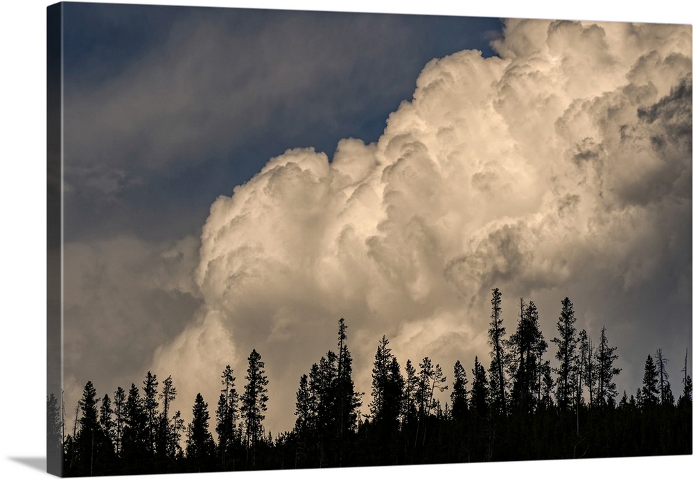 Trees silhouetted against cumulus cloud, Yellowstone National Park, Wyoming. United States, Wyoming.