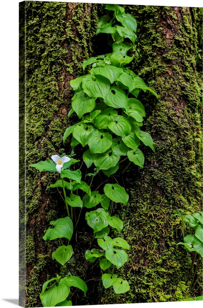 Trillium and Lady of the Valley grow on douglas fir tree in Olympic National Park, Washington, USA