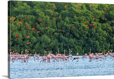 Trinidad, Caroni Swamp, Scarlet Ibis Birds Flying Over American Flamingos