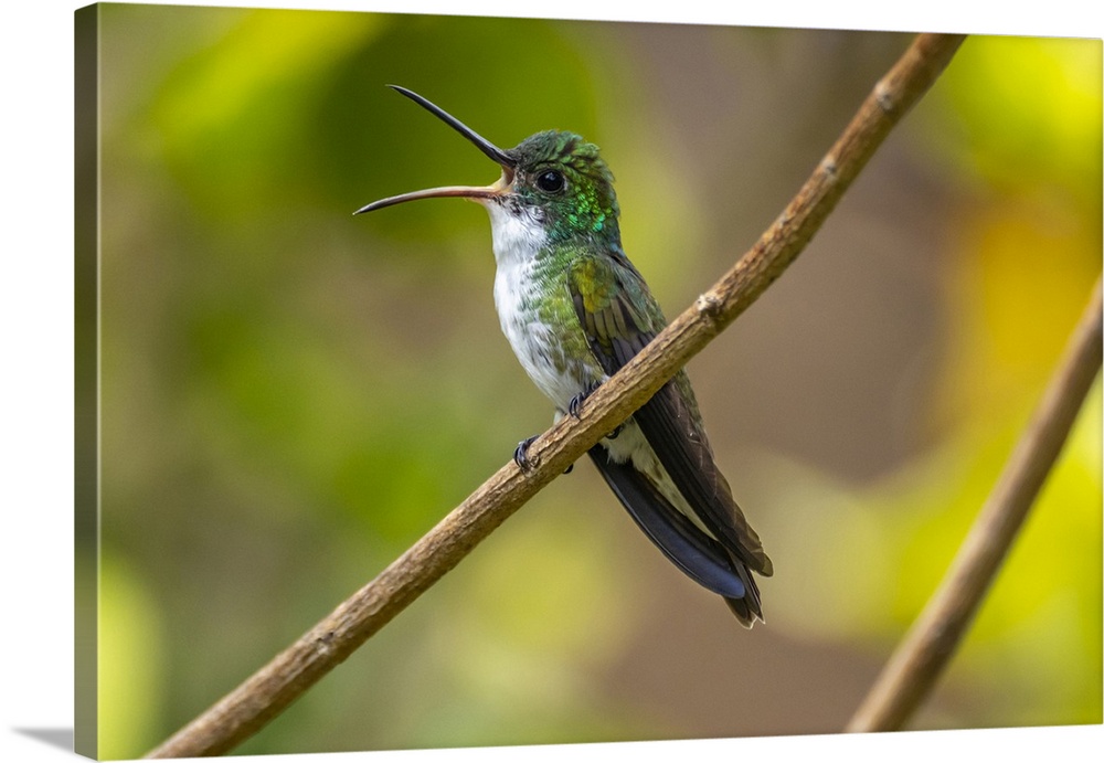 Trinidad. White-chested emerald hummingbird singing.