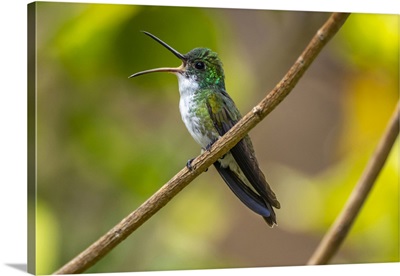 Trinidad, White-Chested Emerald Hummingbird Singing