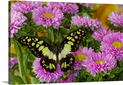 Tropical Butterfly, Graphium Tynderacus, On Pink Mums