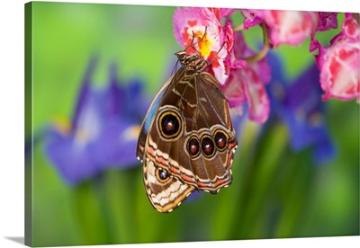 Tropical Butterfly, The Blue Morpho, Morpho Granadensis, Wings Closed On Orchid