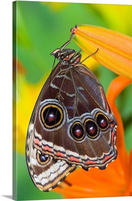 Tropical Butterfly, The Blue Morpho, Morpho Granadensis With Wings Closed On Lily