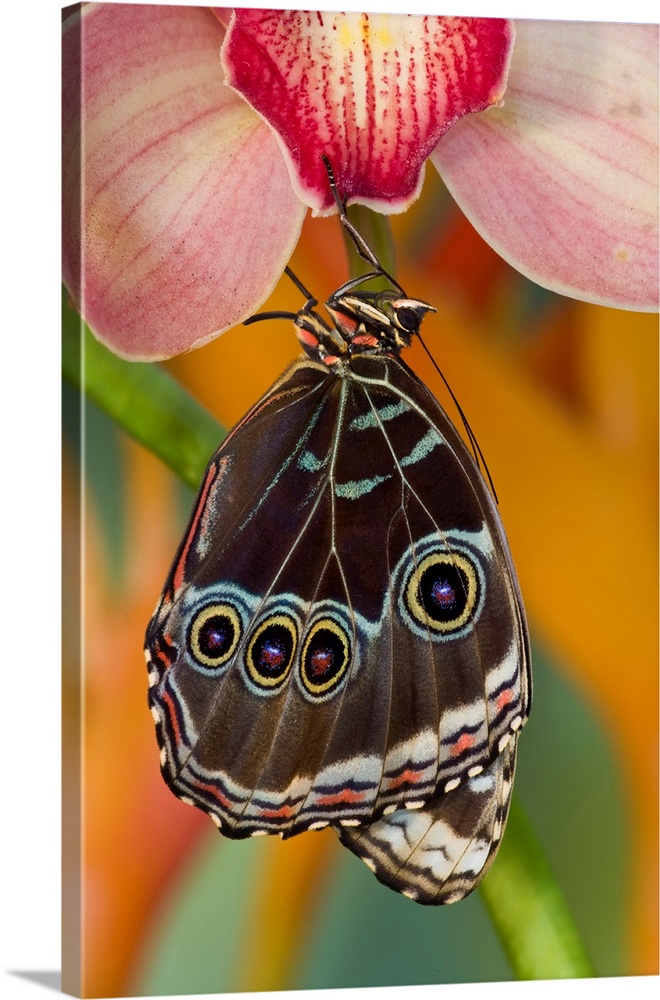 Tropical Butterfly the Blue Morpho, Morpho peleides wings closed hanging on Orchid.