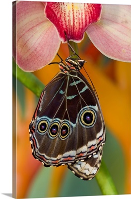 Tropical Butterfly, The Blue Morpho, Morpho Peleides Wings Closed Hanging On Orchid