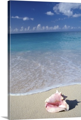 Tropical Caribbean, Grenada, Grand Anse Beach, Conch shell at surf's edge