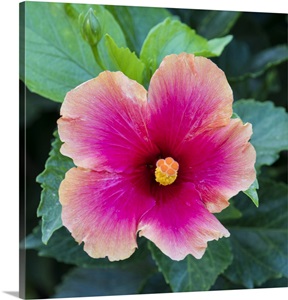 Tropical Hibiscus Flower, Maui, Hawaii image thumbnail