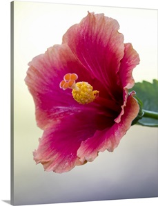 Tropical Hibiscus Flower, Maui, Hawaii image thumbnail
