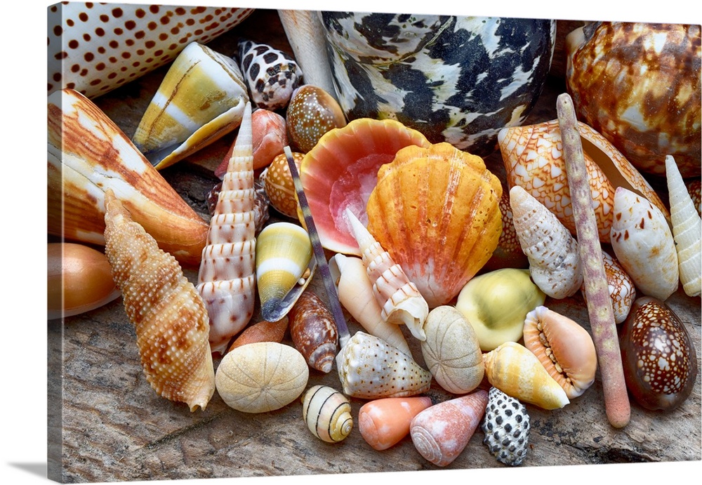 Tropical shell still-life