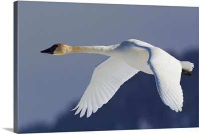 Trumpeter Swan, Winter Flight