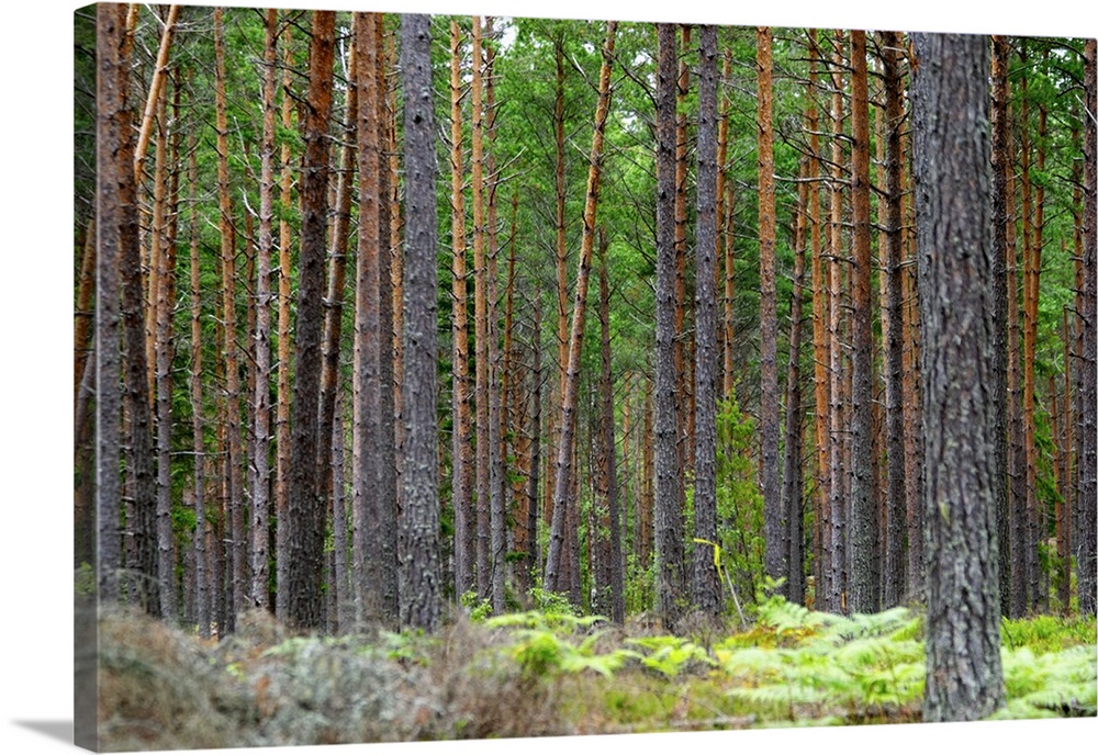 Trunks of pine trees in a forest making a linear pattern. You can...t see the forest for all the trees... Smaland region. ...