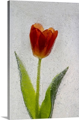 Tulip In Ice