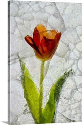 Tulip In Ice